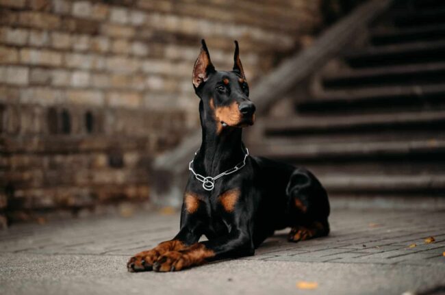 Doberman Assistance, Rescue, and Education, Inc. (DAR&E) – Maryland