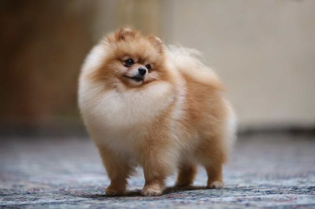 Places to Adopt a Pomeranian