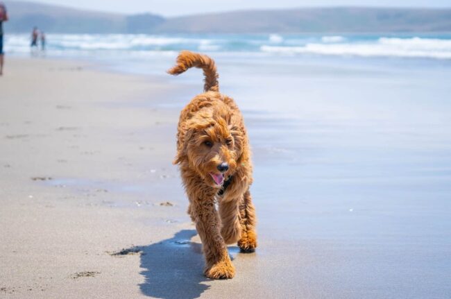 Wisconsin Goldendoodle Shelters