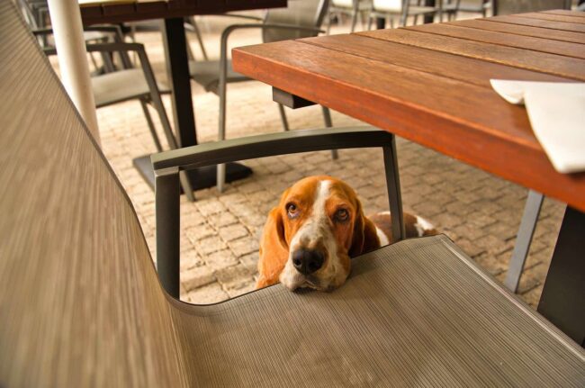 Common Reasons Basset Hounds Are Surrendered to Shelters