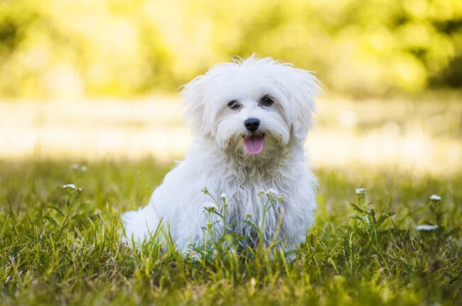 Maltese Rescue California.