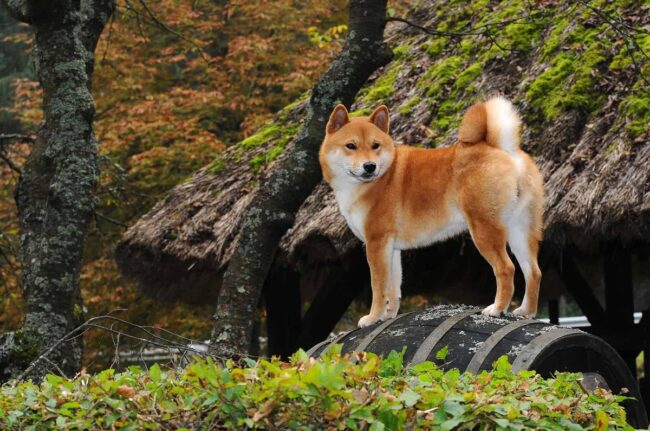 Shiba Inu Rescue of Florida (SIRF) - Florida