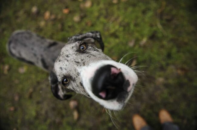 North West Great Dane Rescue (NWGDR) Washington