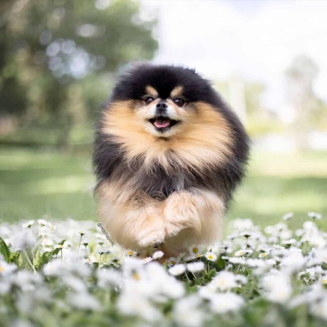 Alternative Methods for Finding Pomeranian Rescues