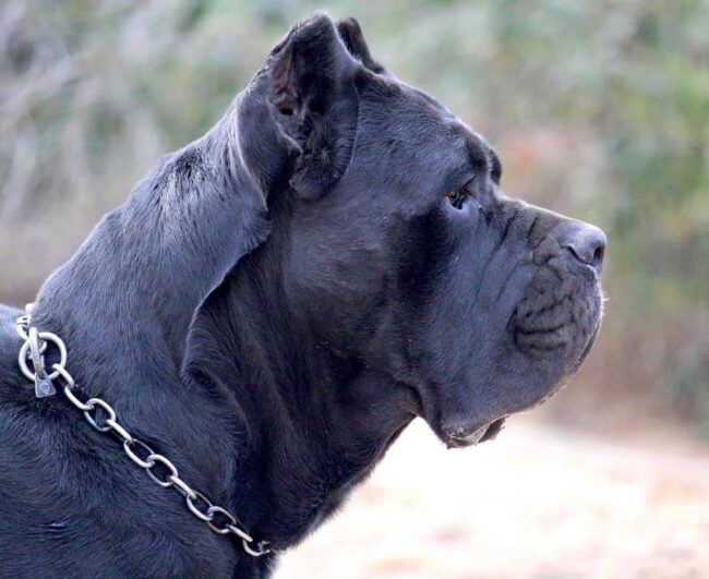 How to Recognize Reputable Cane Corso Rescues