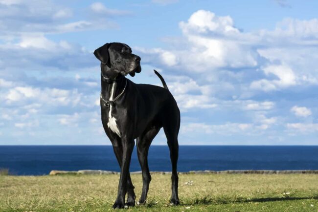 Embrace the Power of Adoption and Give a Great Dane a Forever Home