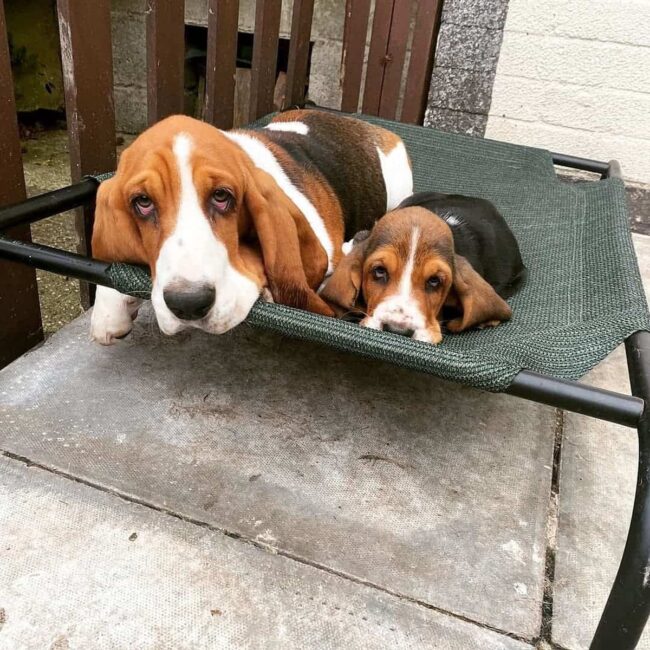 Other Places to Look for Basset Hounds Available for Adoption