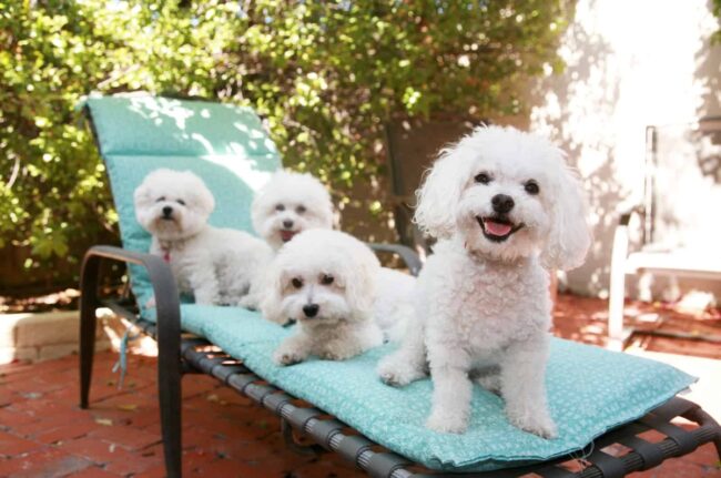 Reasons Owners Rehome Their Bichon Frises