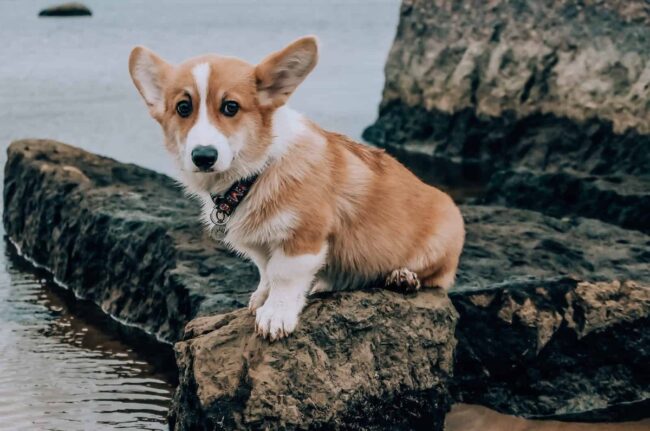 Corgi Connection Of Kansas Rescue