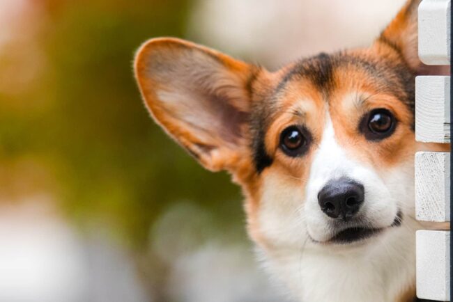 Pembroke Welsh Corgi Club of Southern California (PWCCSC), Riverside