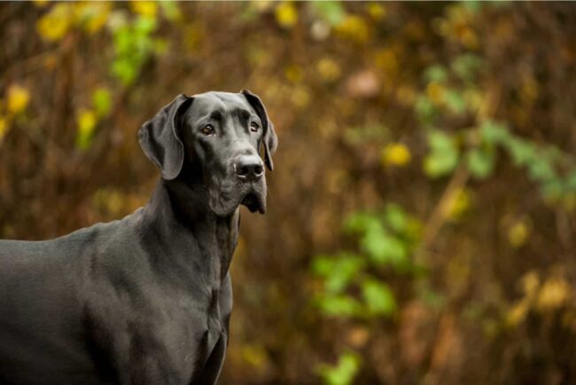 Harlequin Haven Great Dane Rescue