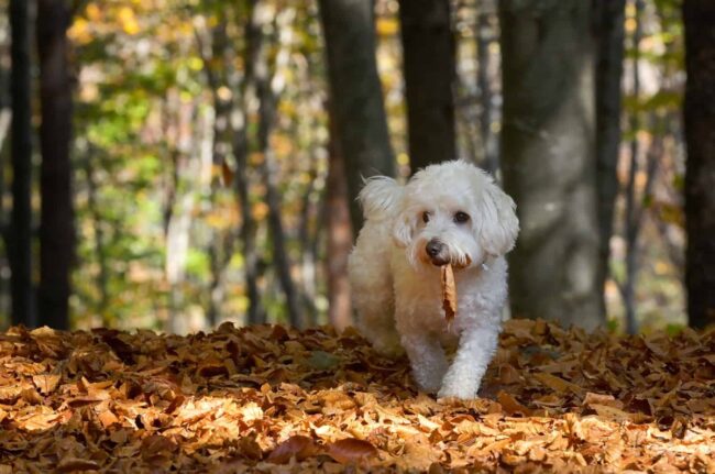 Northcentral Maltese Rescue, Inc.