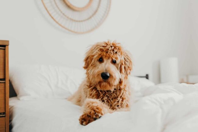 More Places to Rescue Goldendoodles