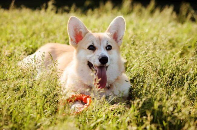 Sunshine Corgi Rescue