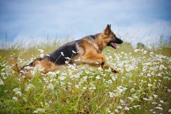 Mit Liebe German Shepherd Dog Rescue