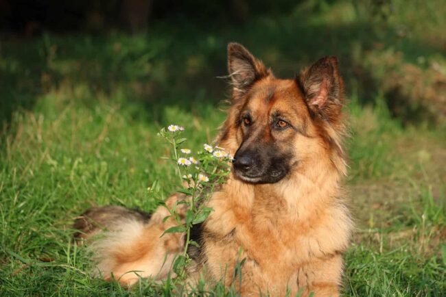 Reasons to Adopt a German Shepherd