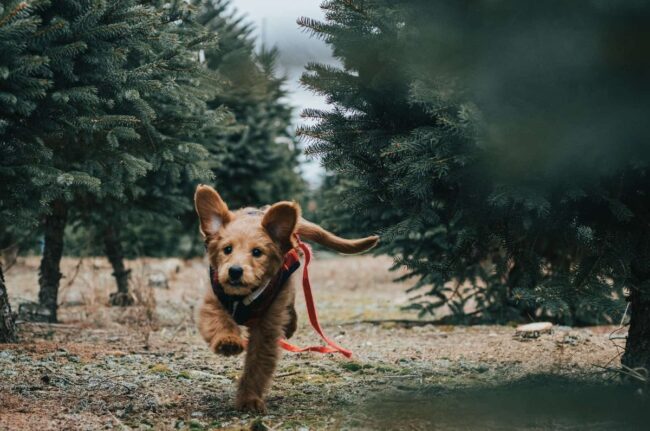 Goldendoodles for Adoption in Georgia