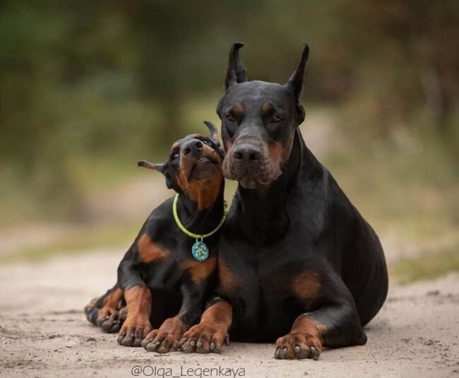 Adopt or Buy a Doberman Pinscher? The Pros and Cons