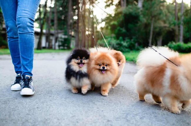 Pomeranian Rescues In Houston