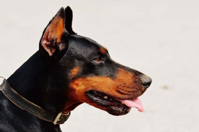 Doberman Rescue Unlimited (DRU) – New Hampshire