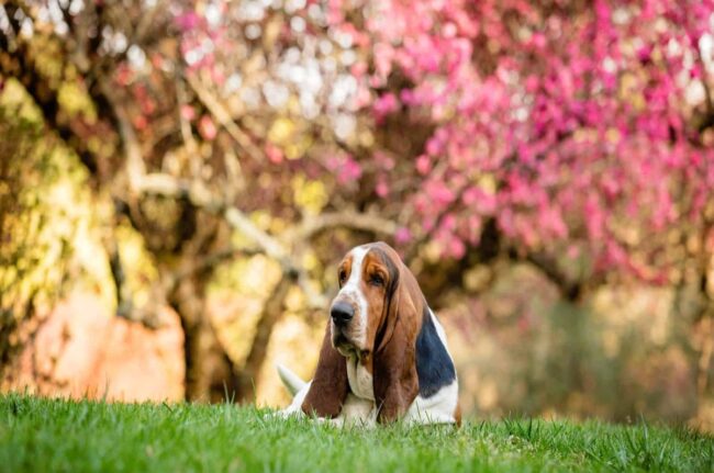 Arizona Basset Hound Rescue (AZBHR) Arizona