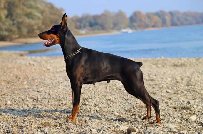 Last Hope Doberman Rescue (LHDR) – Texas