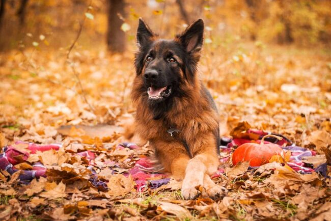 5 Adult German Shepherds Available for Adoption in Ohio