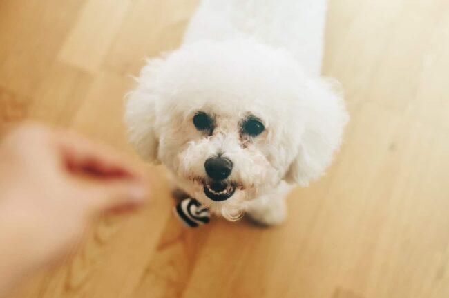 Other Ways to Adopt a Bichon Frise