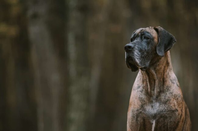 Northwest Florida Great Dane Rescue, Inc. (NWFLGDR) Florida