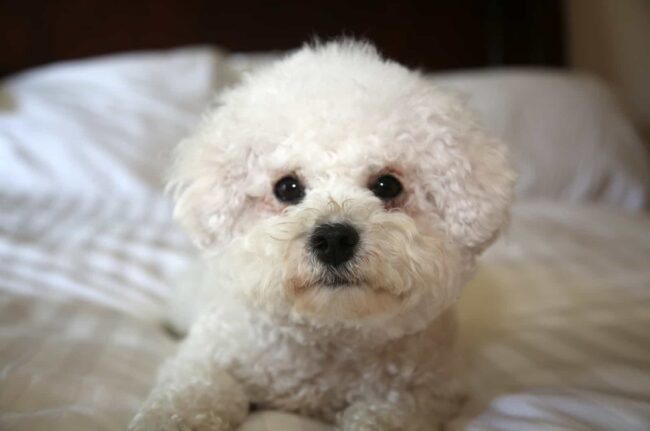 Understanding the Costs of Adopting a Bichon Frise