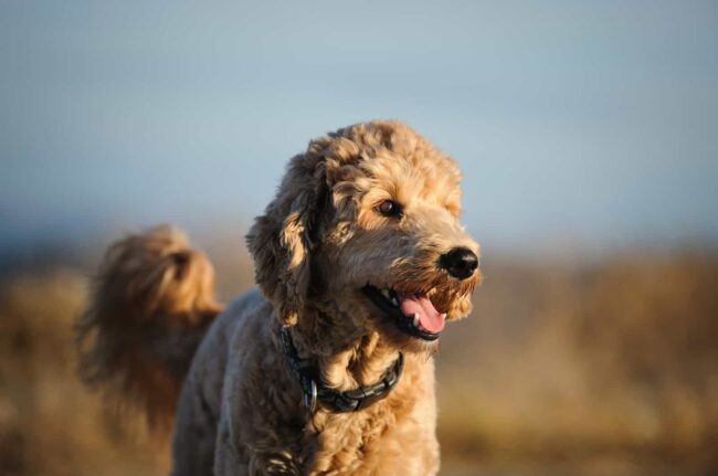 Find a Goldendoodle in Colorado