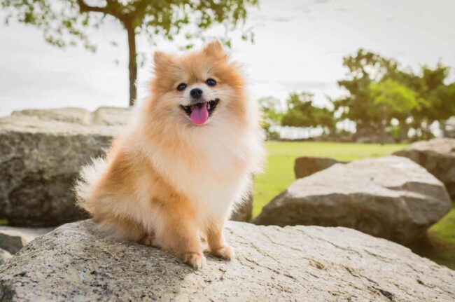 Pomeranian Rescues In California