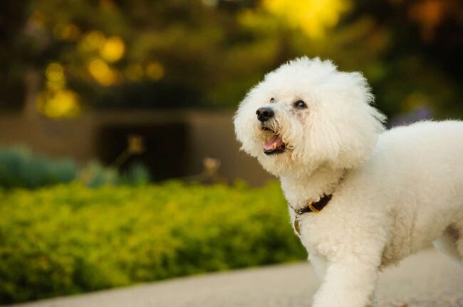 Bichon Frise Rescue California