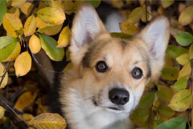 Golden Gate Pembroke Welsh Corgi Fanciers (GGPWCF), Jamestown