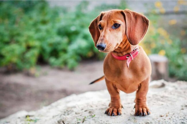 Dachshund Rescue of Northern California (DRNC)