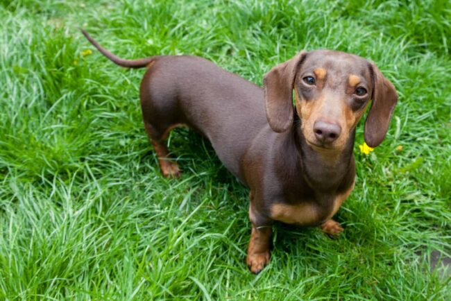 Dachshund Rescues in Southern California: Dachshund Rescue of Los Angeles