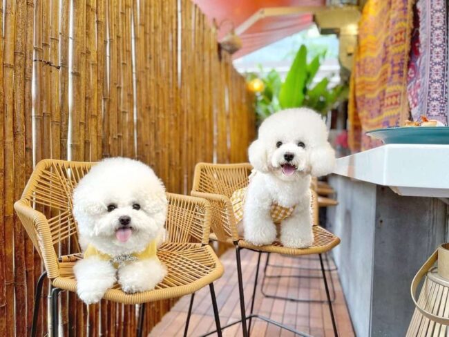 Who Can Adopt a Bichon Frise From a Rescue?