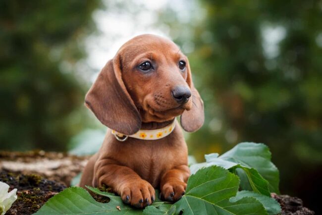 Choosing Between Adoption and Buying a Dachshund in California