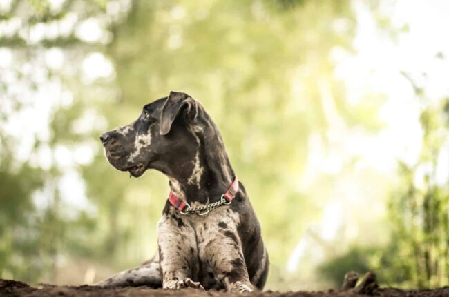 Save Rocky the Great Dane Rescue and Rehab (SRGDRR) Texas