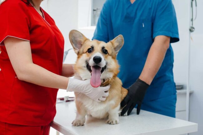 Common Health Issues in Corgis