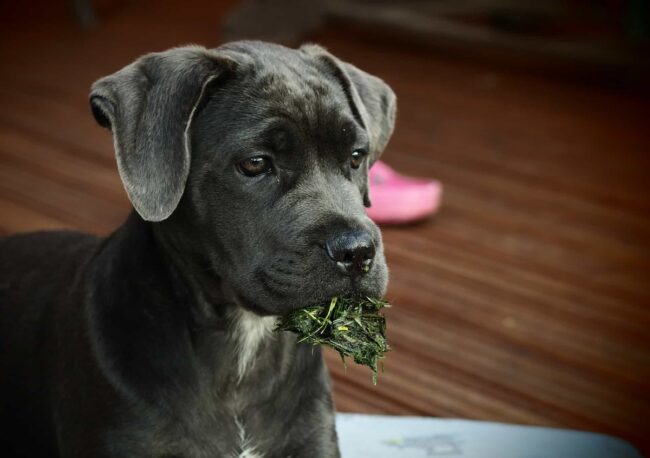 Adopting vs. Buying: Weighing the Pros and Cons for Cane Corso Owners