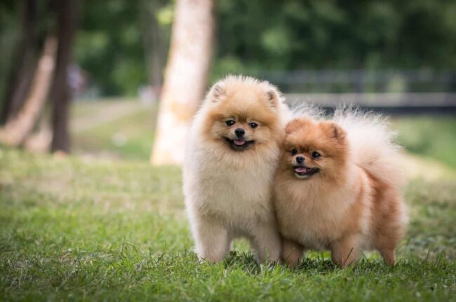 Pomeranian Rescues In Texas