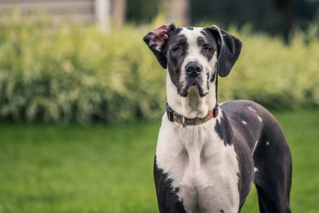 Great Dane Rescue of Southeast Texas