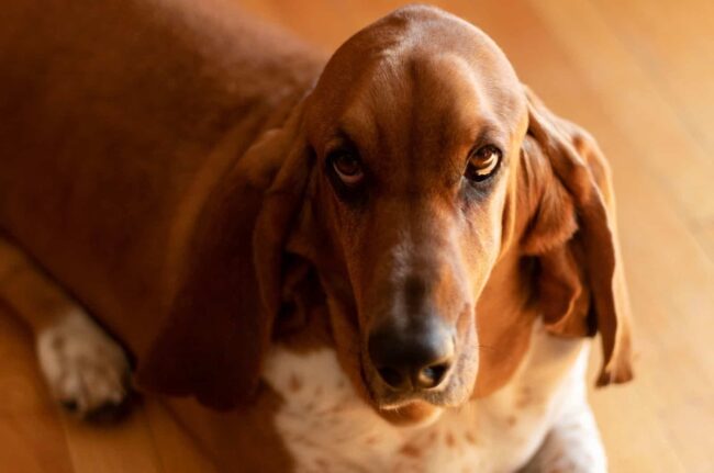 Basset Hound Rescues In Ohio: Ohio Basset Hound Rescue