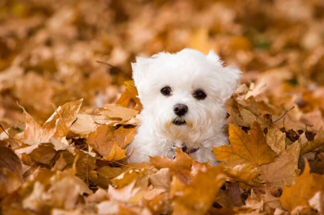 Lil Paws Maltese Rescue.