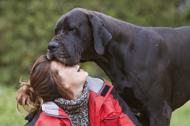 Upper Midwest Great Dane Rescue (UMGDR) Minnesota