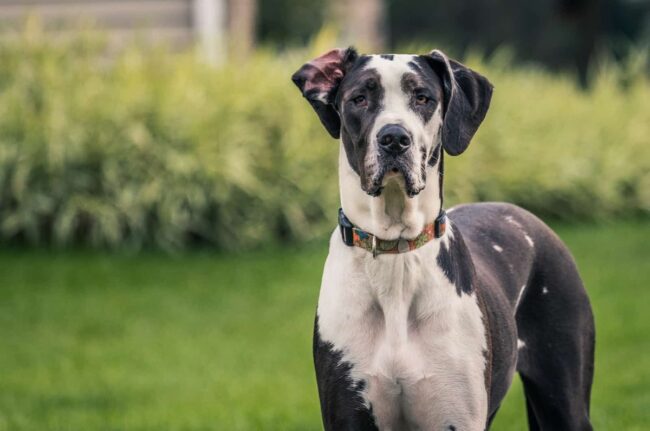 Rocky Mountain Great Dane Rescue (RMGDRI) Colorado