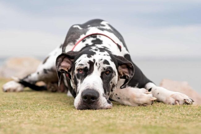 White Kisses Great Dane Rescue