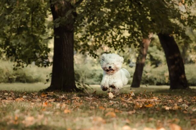 Bichon & Little Buddies Rescue