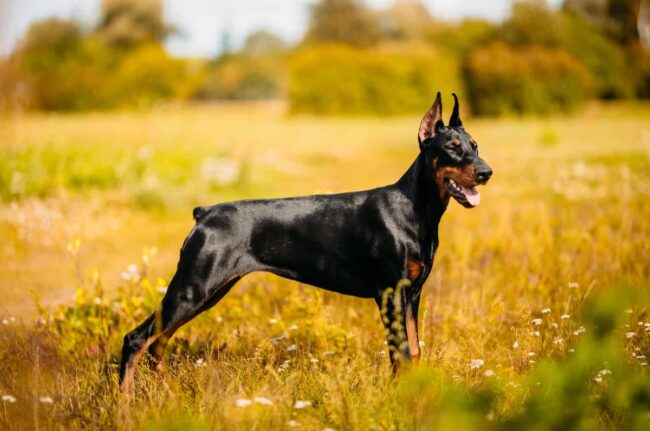 Doberman Pinscher Rescue of PA, Inc. (DPRPA) – Pennsylvania